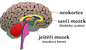 Součinnost tří mozků